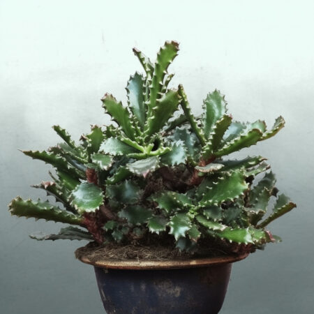 Aloe Castilloniae cactus 