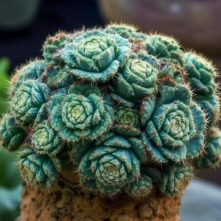 Aztekium cactus