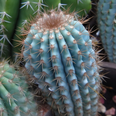 Azureocereus cactus
