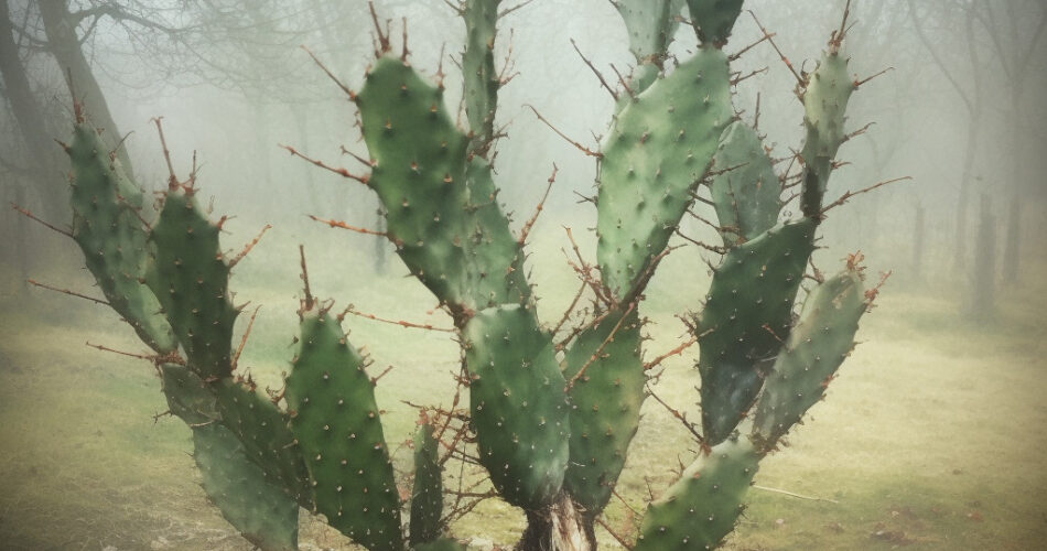 Brasiliopuntia