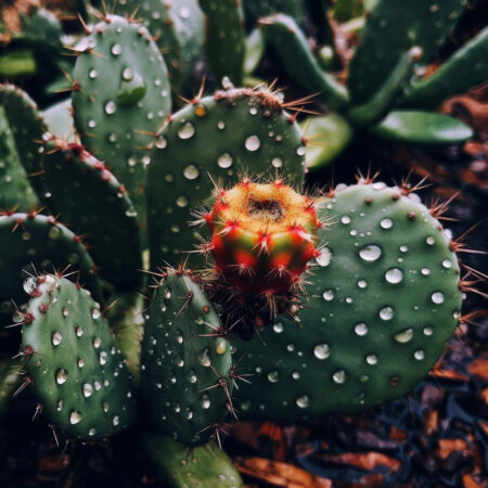 cactus in rain