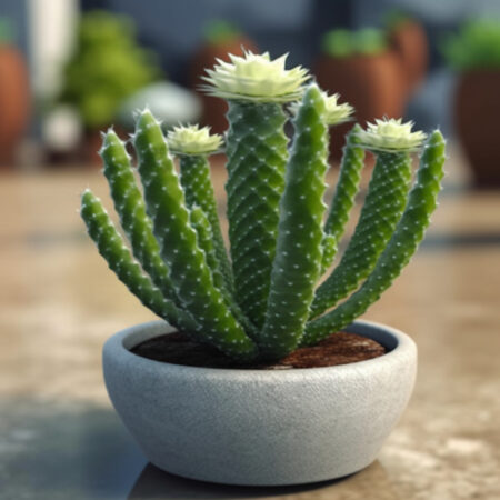 Samaipaticereus cactus